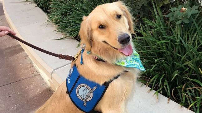 Image for Comfort Dog Ministry